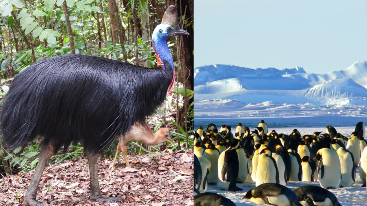 'पंख तो हैं, लेकिन उड़ नहीं सकते! जानिए ये खास पक्षी कौन हैं?'