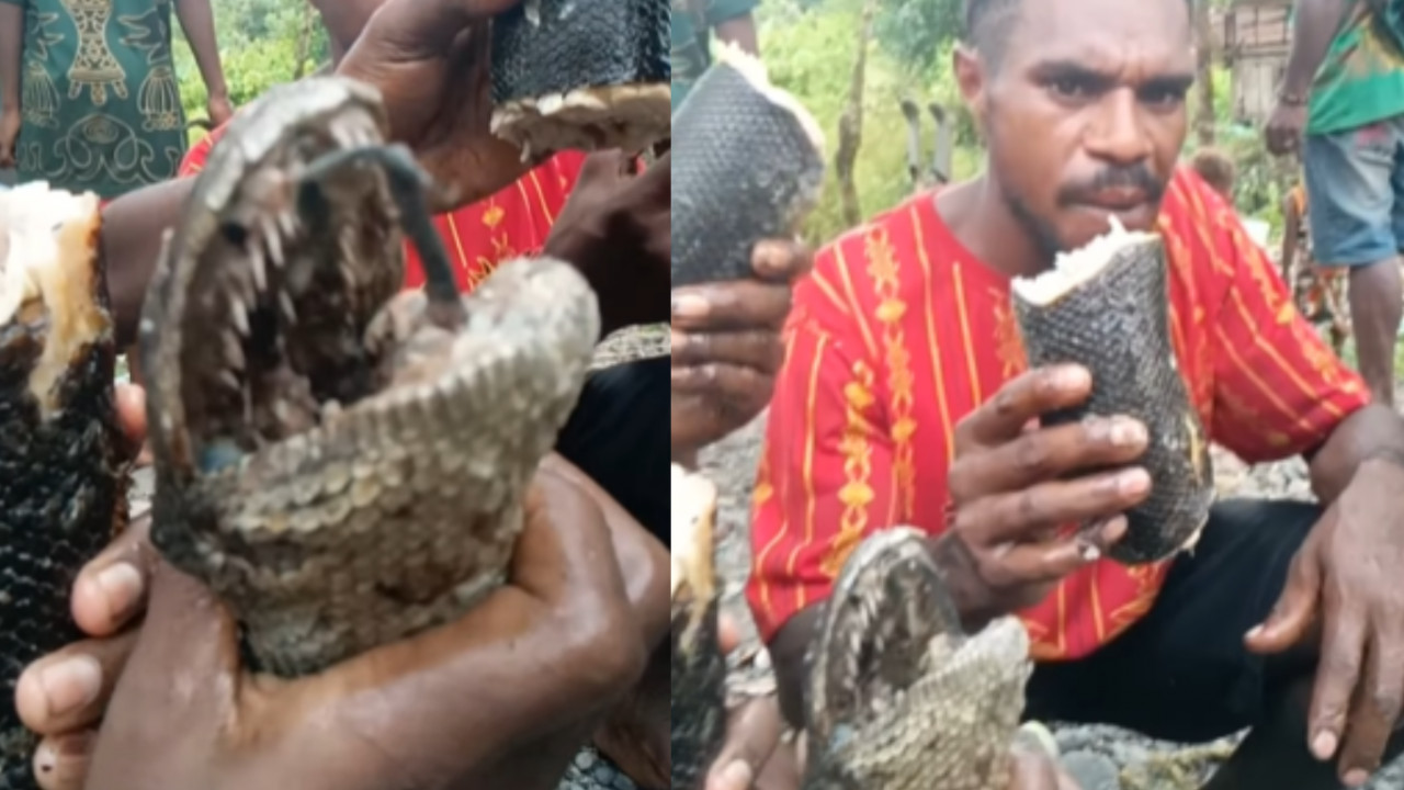 'अरे बाप रे... जिंदा अजगर को कच्चा खा गए ये लोग! देखिए हैरान कर देने वाला वीडियो'- Video 'अरे बाप रे... जिंदा अजगर को कच्चा खा गए ये लोग! देखिए हैरान कर देने वाला वीडियो'- Video