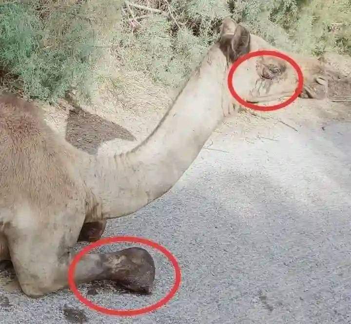 रोते हुए ऊंट की तस्वीर