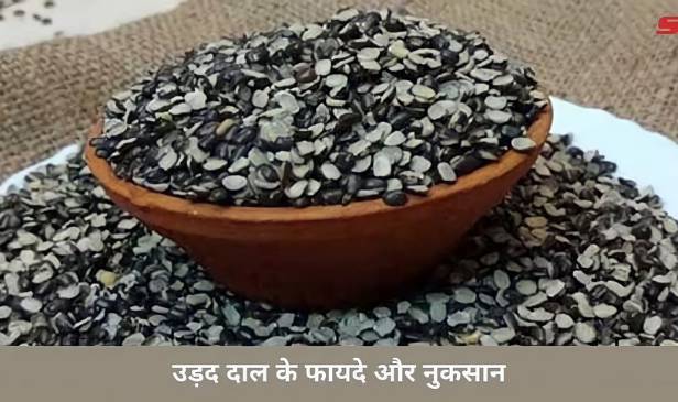 उड़द की दाल अगर आप भी ज्यादा खाते हैं, तो जाने इसे खाने के नुकसान