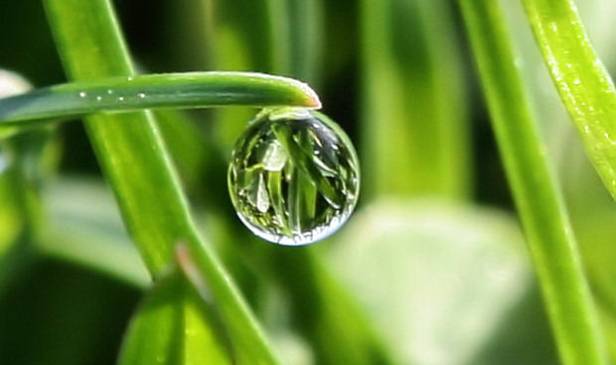 ओस की बूंदों के सेहत पर होने वाले ये हैं फायदे, कैसे करती हैं कमाल, जाने