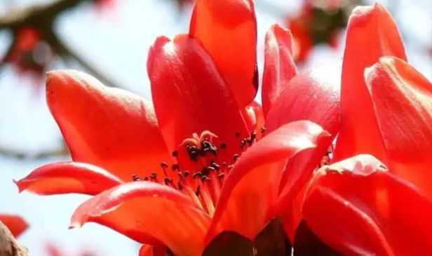 What is Palash, let's know its Ayurvedic benefits