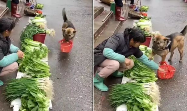 Video of dog reaching market to buy vegetables for owner went viral