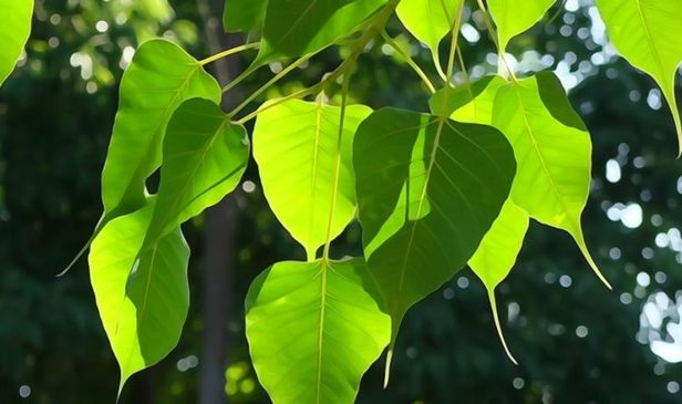 Peepal leaves have many healthy secrets, know its advantages and disadvantages
