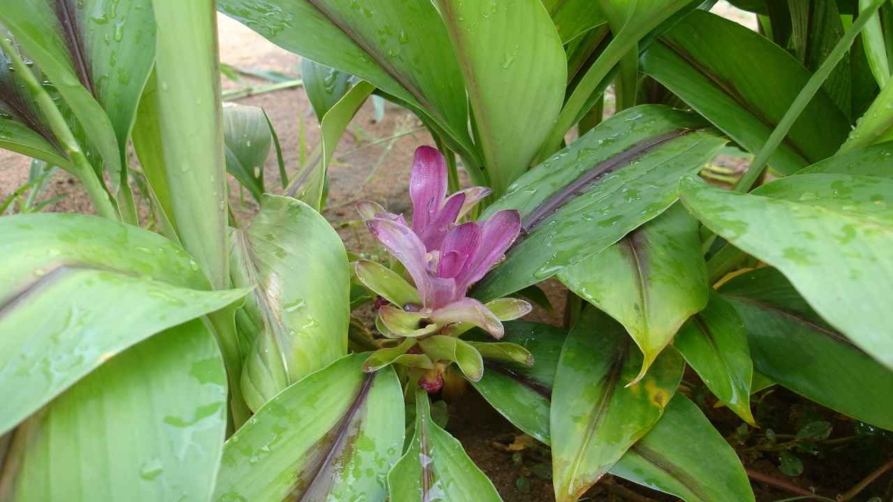 Curcuma caesia