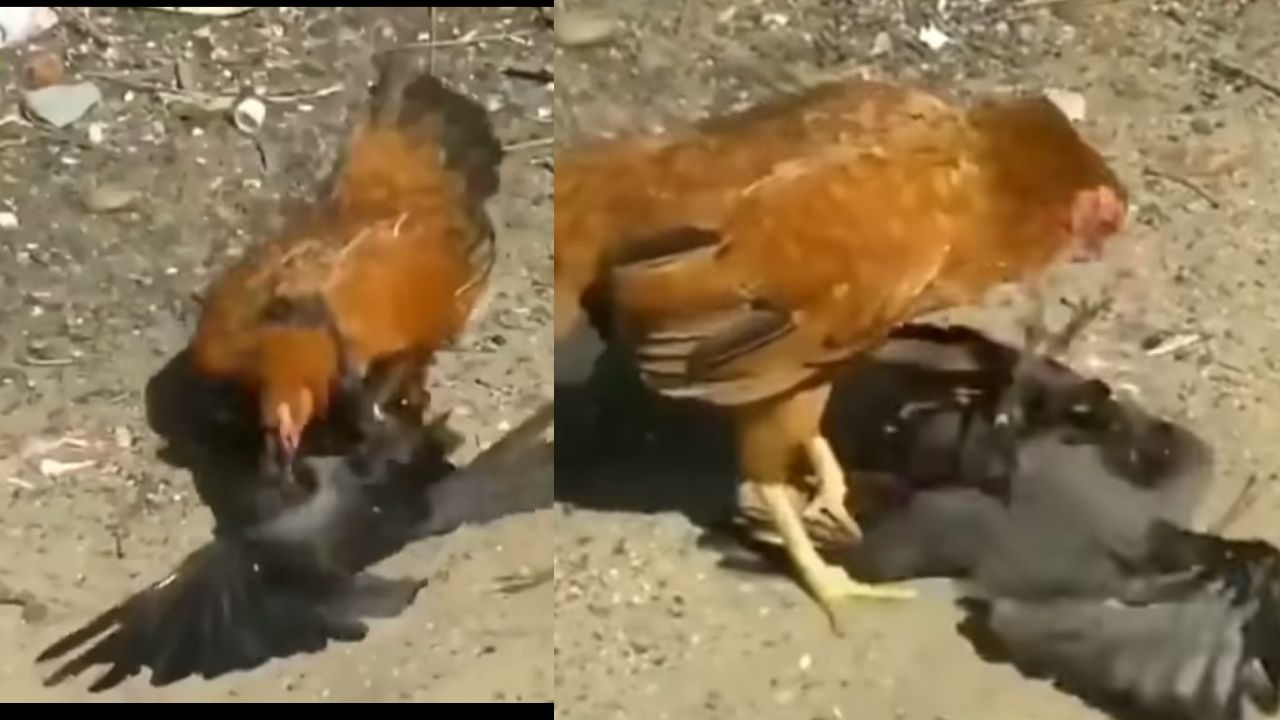 Video: Your mind will be shocked to see the tremendous fight of hen and crow, watch viral video